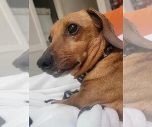 Dachshund Dogs for adoption in Los Angeles, CA, USA