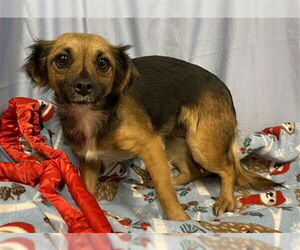 Chihuahua Dogs for adoption in Modesto, CA, USA