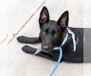 Unknown-Whippet Mix Dogs for adoption in San Diego, CA, USA