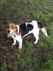 Beagle Dogs for adoption in Albemarle, NC, USA