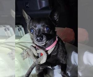 Chihuahua-Unknown Mix Dogs for adoption in San Antonio, TX, USA