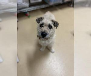Mutt Dogs for adoption in Chula Vista, CA, USA