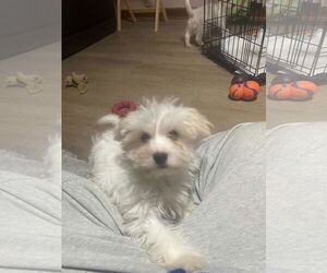 Papastzu Dogs for adoption in Mechanicsburg, PA, USA