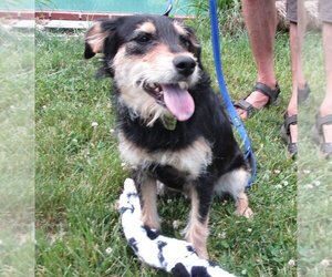 Mutt Dogs for adoption in Grovertown, IN, USA