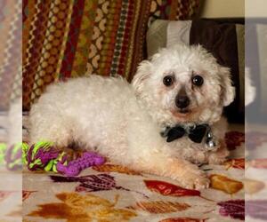 Bichon Frise Dogs for adoption in Madison, WI, USA