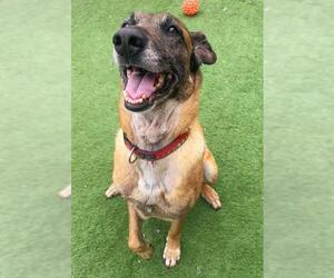 Mutt Dogs for adoption in Sacramento, CA, USA