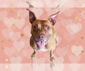 American Boston Bull Terrier Dogs for adoption in Towson, MD, USA