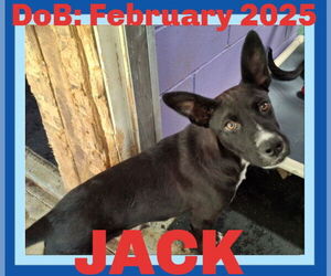 Basenji-Collie Mix Dogs for adoption in Sebec, ME, USA