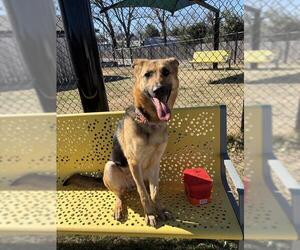 German Shepherd Dog Dogs for adoption in Temple, TX, USA