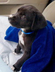 Borador Dogs for adoption in Wyckoff, NJ, USA