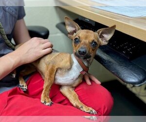 Chiweenie Dogs for adoption in Denver, CO, USA