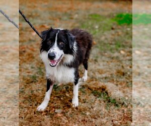 Border Collie-Unknown Mix Dogs for adoption in Sparta, TN, USA