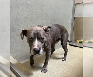 Mutt Dogs for adoption in Rancho Cucamonga, CA, USA