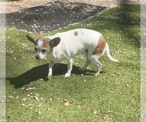 Chihuahua Dogs for adoption in York, SC, USA