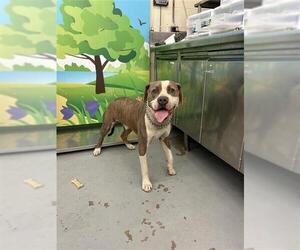American Pit Bull Terrier Dogs for adoption in Waco, TX, USA
