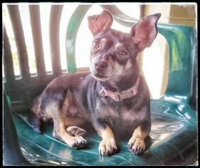 Chihuahua Dogs for adoption in Leesburg, FL, USA