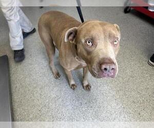 American Pit Bull Terrier-Unknown Mix Dogs for adoption in Visalia, CA, USA