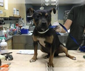 Mutt Dogs for adoption in Riverside, CA, USA