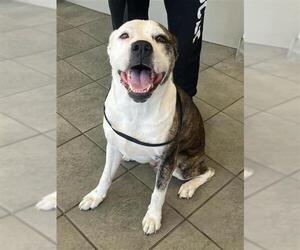 American Staffordshire Terrier-Unknown Mix Dogs for adoption in San Antonio, TX, USA