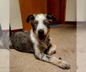 Mutt Dogs for adoption in Mechanicsburg, PA, USA