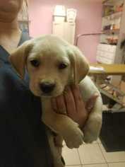 Golden Labrador Dogs for adoption in Bronx, NY, USA