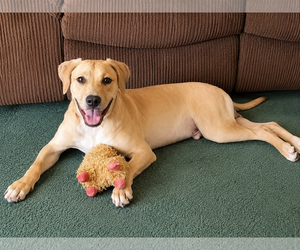 Labrador Retriever-Unknown Mix Dogs for adoption in Clovis, CA, USA
