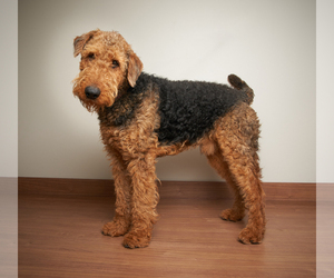 Airedale Terrier Dogs for adoption in Eden Prairie, MN, USA
