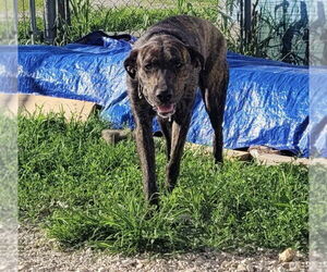 Catahoula Leopard Dog-Unknown Mix Dogs for adoption in Stover, MO, USA