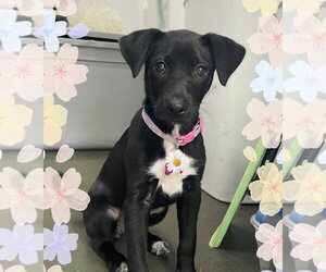 Lab-Rat Terrier Dogs for adoption in Mobile, AL, USA