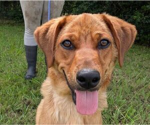 Retriever -Unknown Mix Dogs for adoption in Anniston, AL, USA