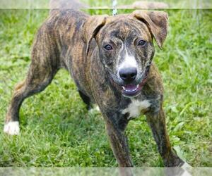 American Staffordshire Terrier-Unknown Mix Dogs for adoption in Tallahassee, FL, USA
