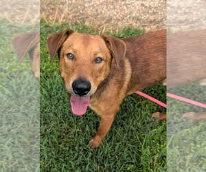 Mutt Dogs for adoption in Shelburne, VT, USA