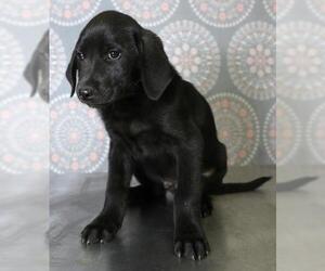 Labrador Retriever-Unknown Mix Dogs for adoption in Morton Grove, IL, USA