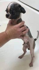 Shih Tzu Dogs for adoption in Cincinnati, OH, USA