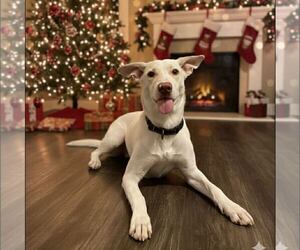 Labrador Retriever-Unknown Mix Dogs for adoption in New Oxford , PA, USA