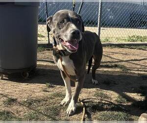 Mutt Dogs for adoption in Bakersfield, CA, USA