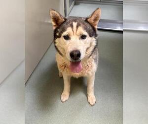 Siberian Husky Dogs for adoption in Placerville, CA, USA