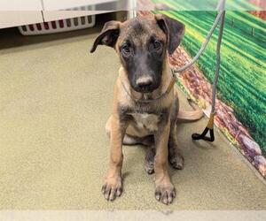 Mutt Dogs for adoption in Moreno Valley, CA, USA