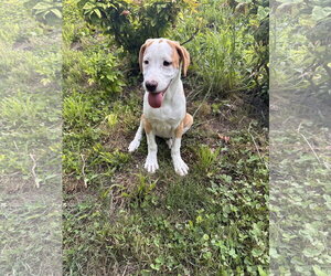 Beagle-Unknown Mix Dogs for adoption in Ball Ground, GA, USA