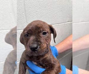 American Pit Bull Terrier Dogs for adoption in Stockton, CA, USA