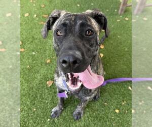 Mastiff Dogs for adoption in Santa Barbara, CA, USA