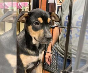 Labrottie Dogs for adoption in Pembroke, GA, USA