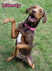 Bloodhound Dogs for adoption in Mason, MI, USA