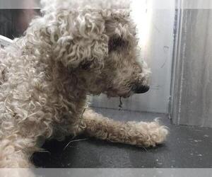 Bichon Frise-Unknown Mix Dogs for adoption in San Antonio, TX, USA