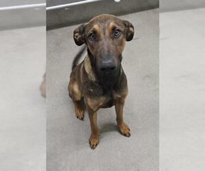 Mutt Dogs for adoption in HESPERIA, CA, USA