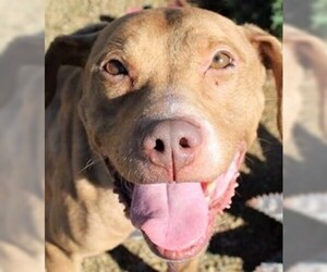 Vizsla Dogs for adoption in  Ramona, CA, USA