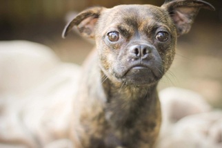 Chug Dogs for adoption in Charlotte, NC, USA