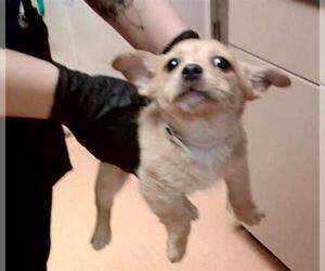Mutt Dogs for adoption in Martinez, CA, USA