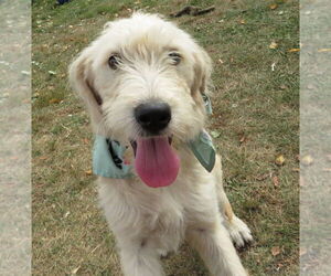 Golden Retriever-Unknown Mix Dogs for adoption in Grovertown, IN, USA