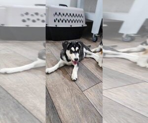 Huskies -Labrador Retriever Mix Dogs for adoption in Louise, TX, USA